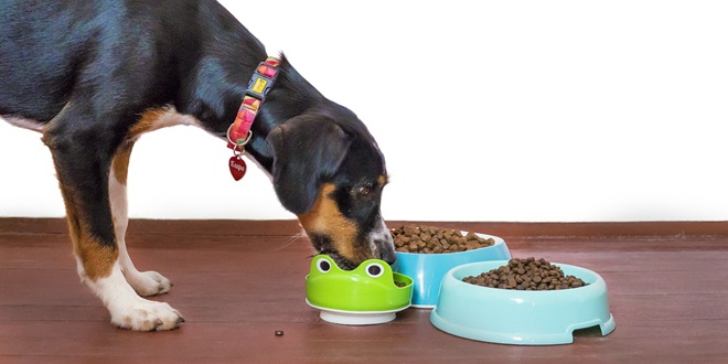 Znanstvenici izračunali ugljični otisak hrane za pse