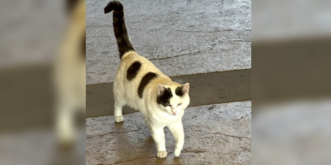 JESTE LI GA VIDJELI? Nestao mačak na području Šoltanske ulice