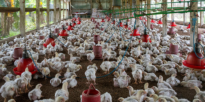 Prosvjed pred zgradom Ministarstva zaštite okoliša zbog 18 peradarskih farmi i klaonica