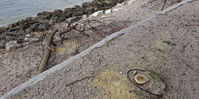 Na Kašjunima odsječene dvije murve: 'Uništavanje Park šume Marjan ne smije proći nezapaženo!'