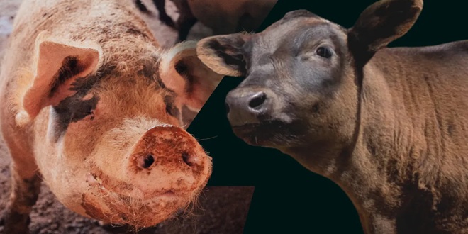 VIDEO Animirani film 'Utočište' podsjeća na najsnažniji razlog za Vege izazov - životinje