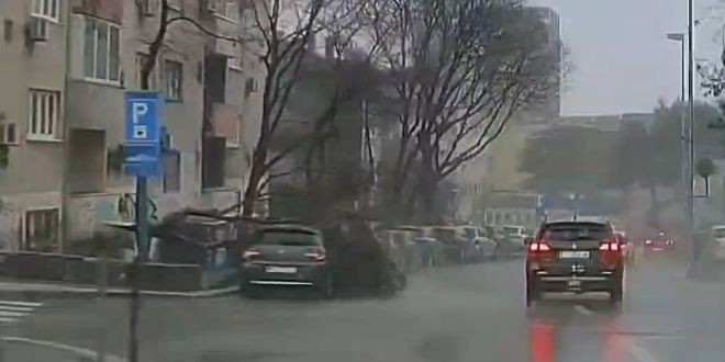 VIDEO Nevjerojatna scena u Splitu, snimljen trenutak pada stabla