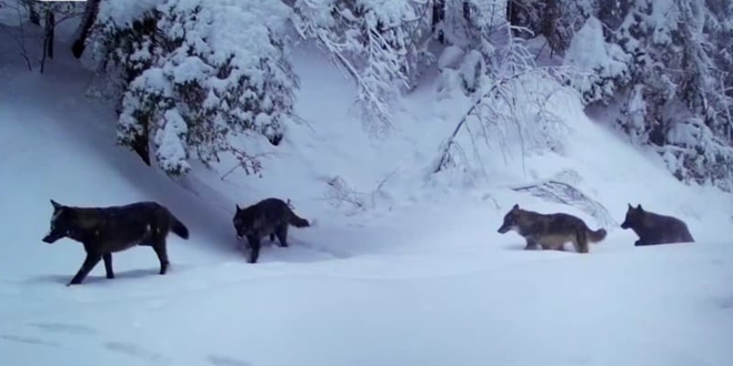 VIDEO Vukovi na Plitvicama tragaju za hranom