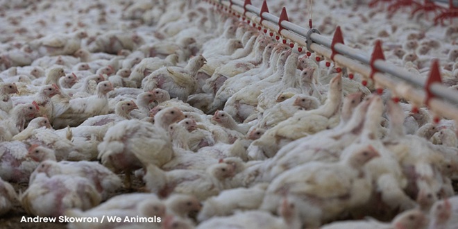 PILIĆARSKA EKOBOMBA Udruge i građanske inicijative pozivaju na prosvjed