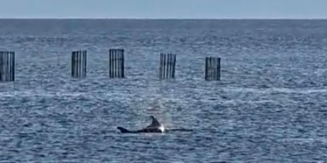 VIDEO Dupini u splitskoj luci