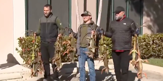 VIDEO Smrznute iguane padaju s drveća na Floridi